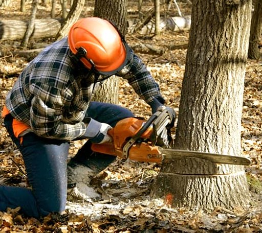 Tree Removal in Thompsons, TX
